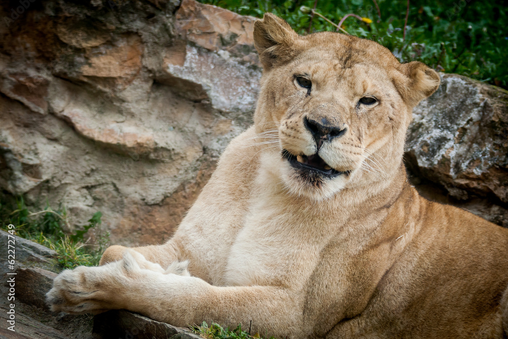 Obraz premium Lionne