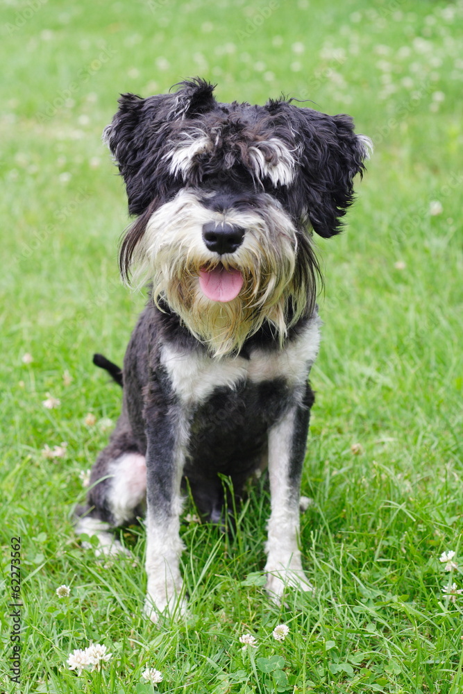 Small black and white schnauzer on the lawn Small black and white schnauzer on the lawn