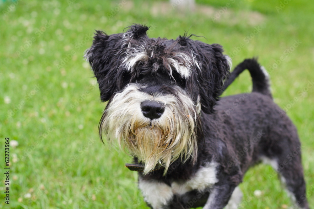 Small black and white schnauzer on the lawn Small black and white schnauzer on the lawn