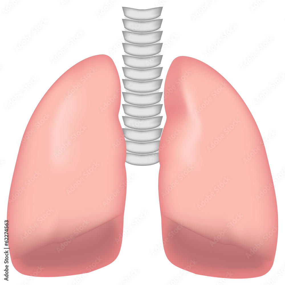Lungs and Trachea Lungs and Trachea