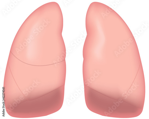 Lungs