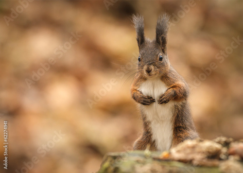 Red squirrel posing
