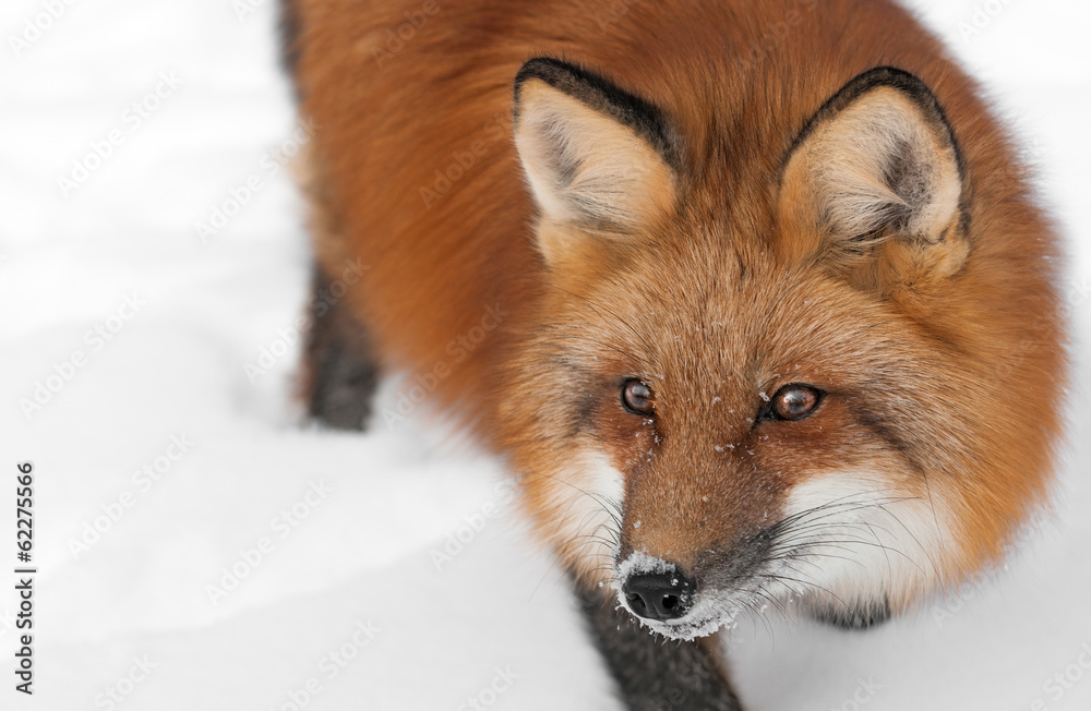 Obraz premium Red Fox (Vulpes vulpes) Looks Left Close Up