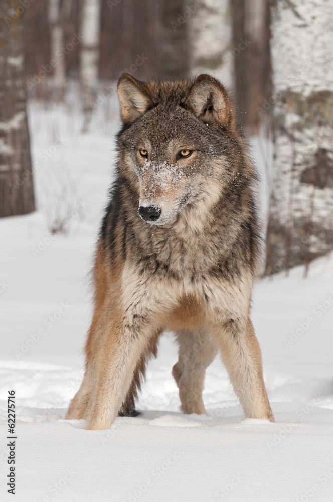 Naklejka premium Grey Wolf (Canis lupus) Stands in the Snow