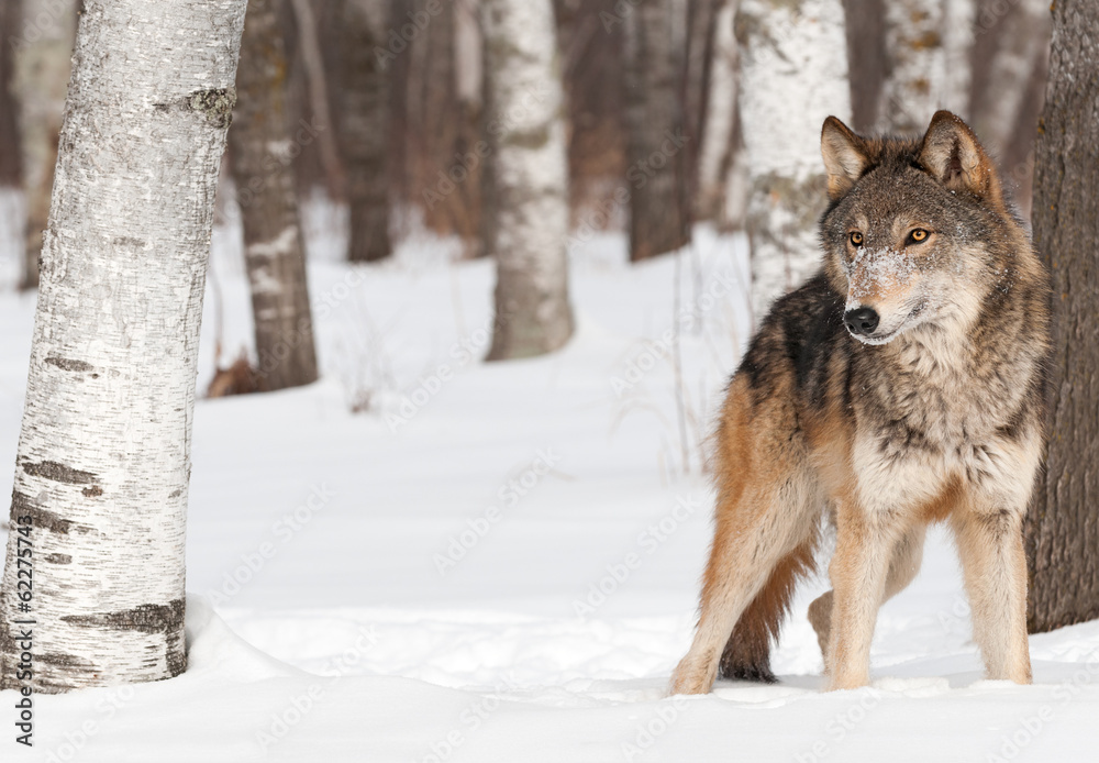 Fototapeta premium Grey Wolf (Canis lupus) Stands Between Trees