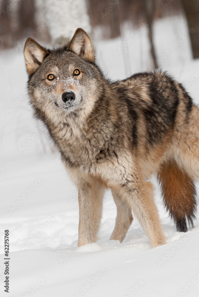 Grey Wolf (Canis lupus) Looks Up