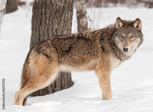 Grey Wolf  Canis lupus  Stands by Tree in Snow