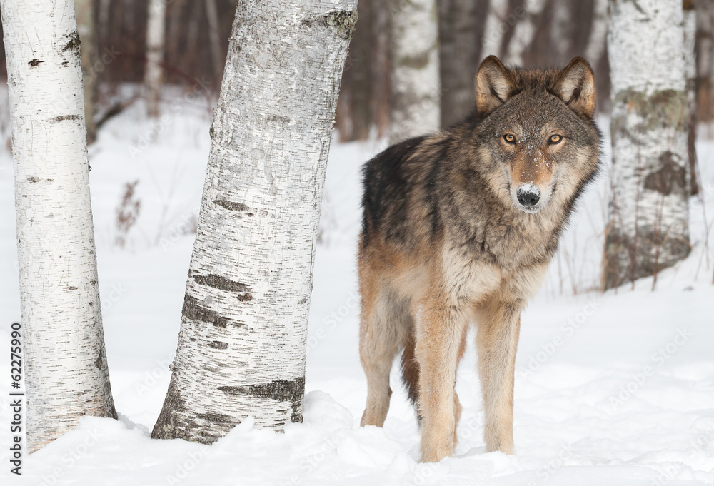 Fototapeta premium Grey Wolf (Canis lupus) Stands Near Birch Trees