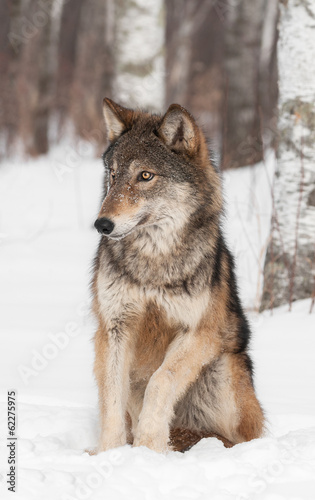 Grey Wolf (Canis lupus) Sits Looking Left © geoffkuchera