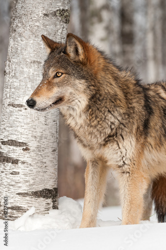 Grey Wolf  Canis lupus  in front of Birch Tree