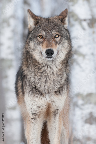 Grey Wolf (Canis lupus) Straight On