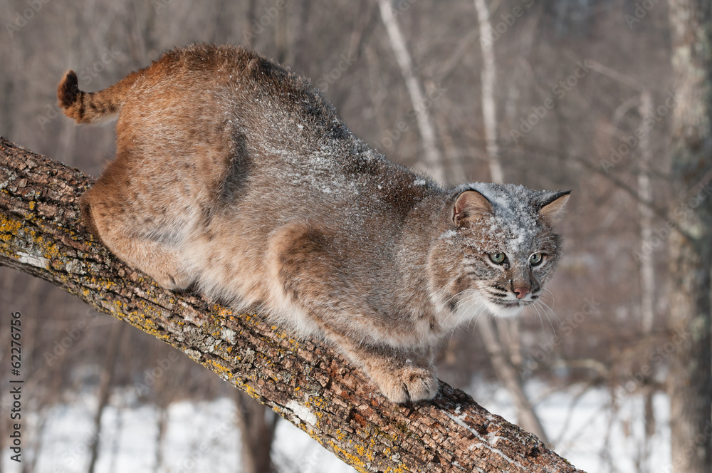 Bobcat (Lynx rufus) Crouches on Branch Looking Right