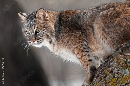 Bobcat (Lynx rufus) on Branch