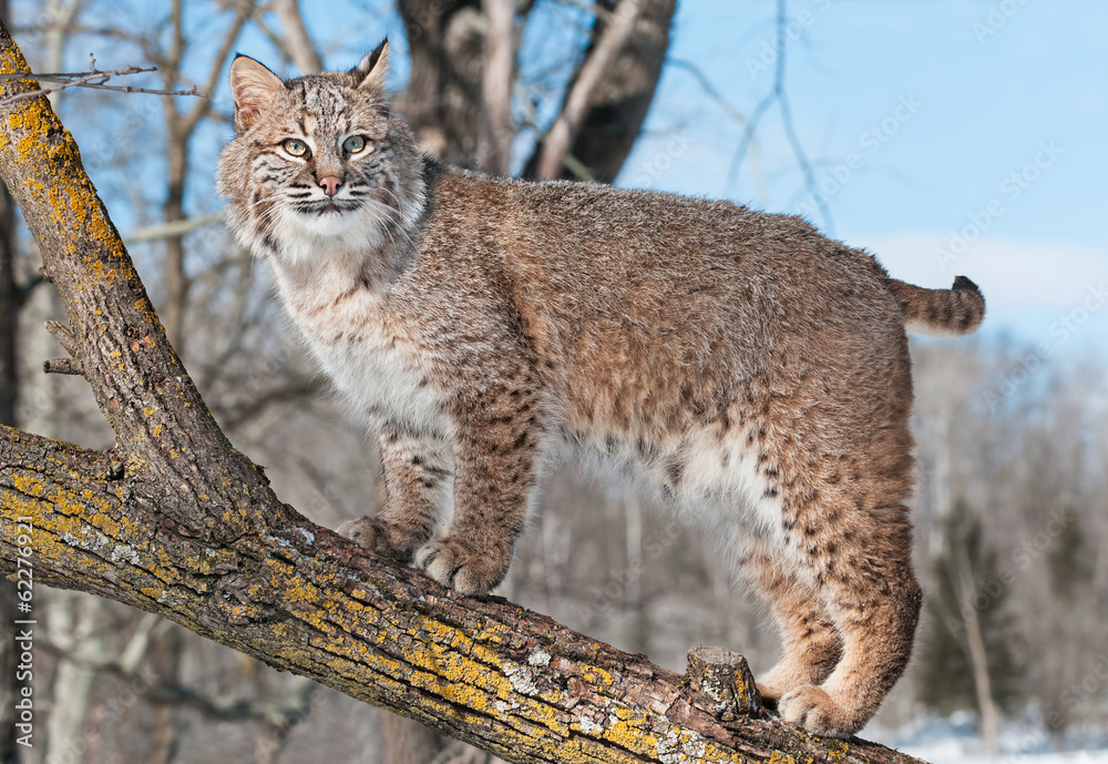 Obraz premium Bobcat (Lynx rufus) Stands on Branch