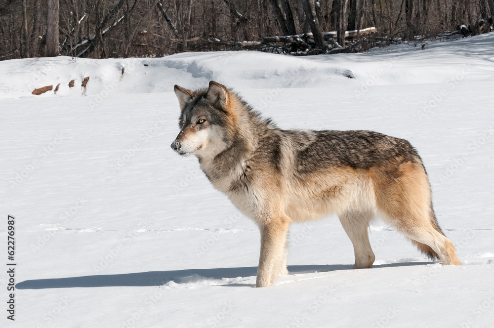 Grey Wolf (Canis lupus) Stands in Snowy Riverbed