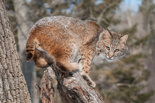 Bobcat (Lynx rufus) Crouches on Snowy Stump