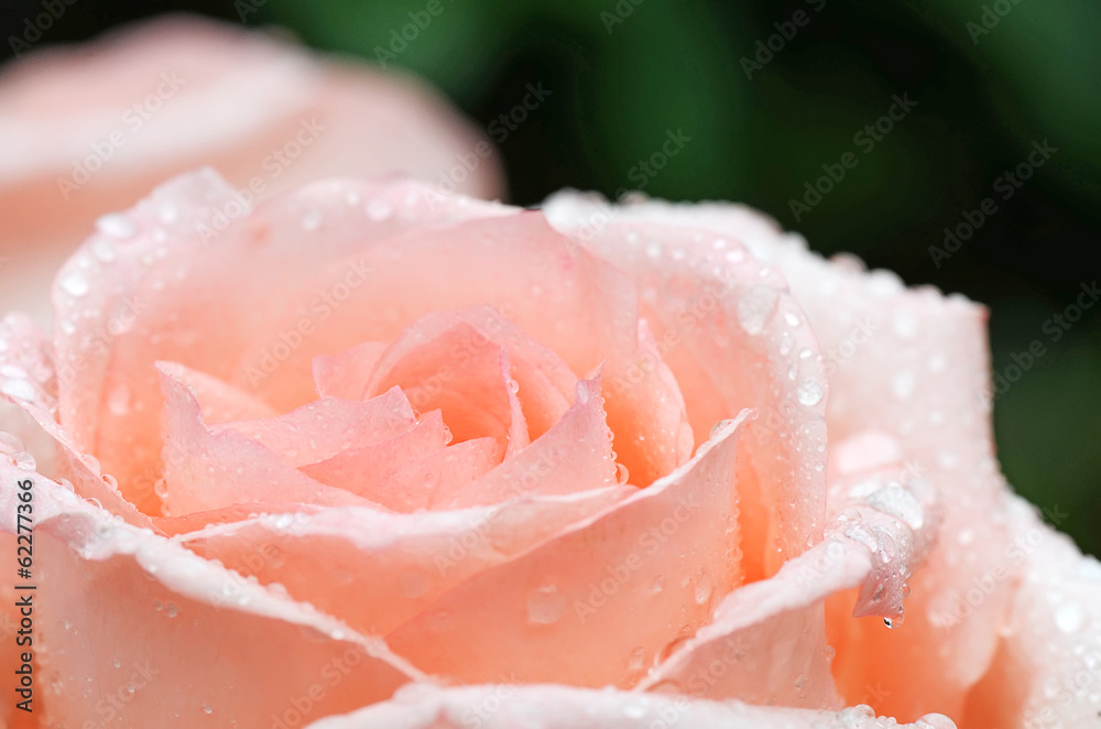Pink rose closeup with water drops