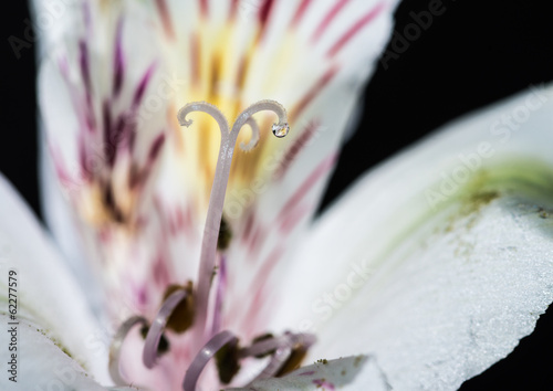 Photography Alstroemeria Nectar