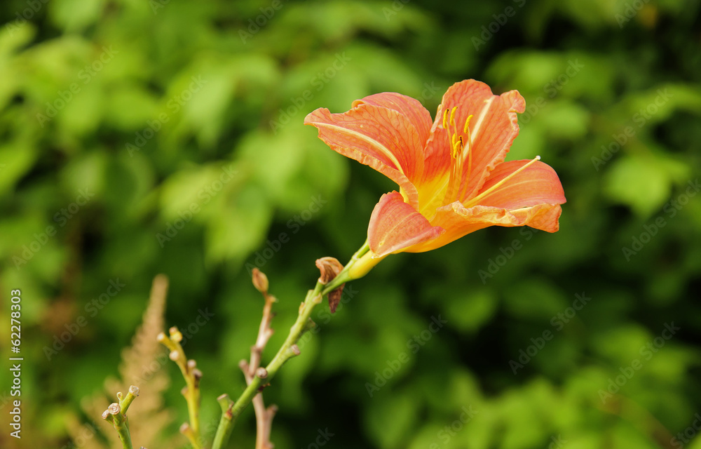 Fototapeta premium red lily in nature background in the garden