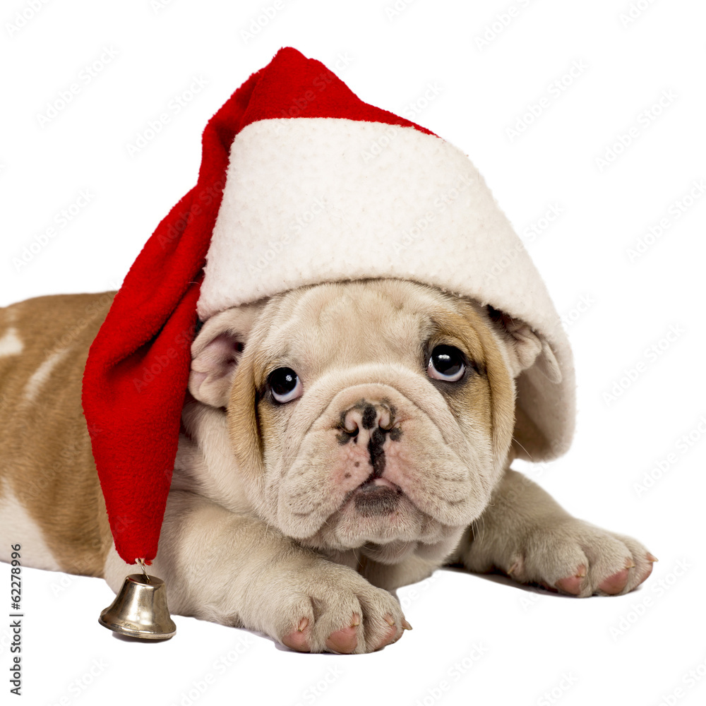 Santa Puppy Santa Puppy