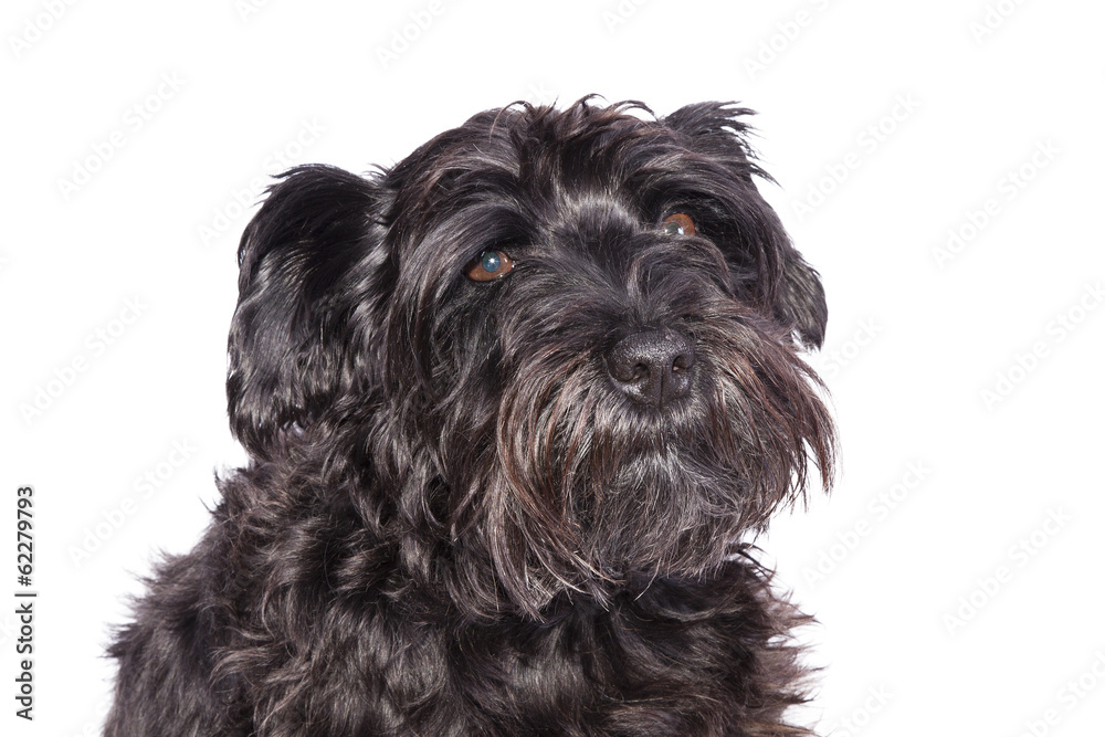 schnauzer dog breed with pedigree in black