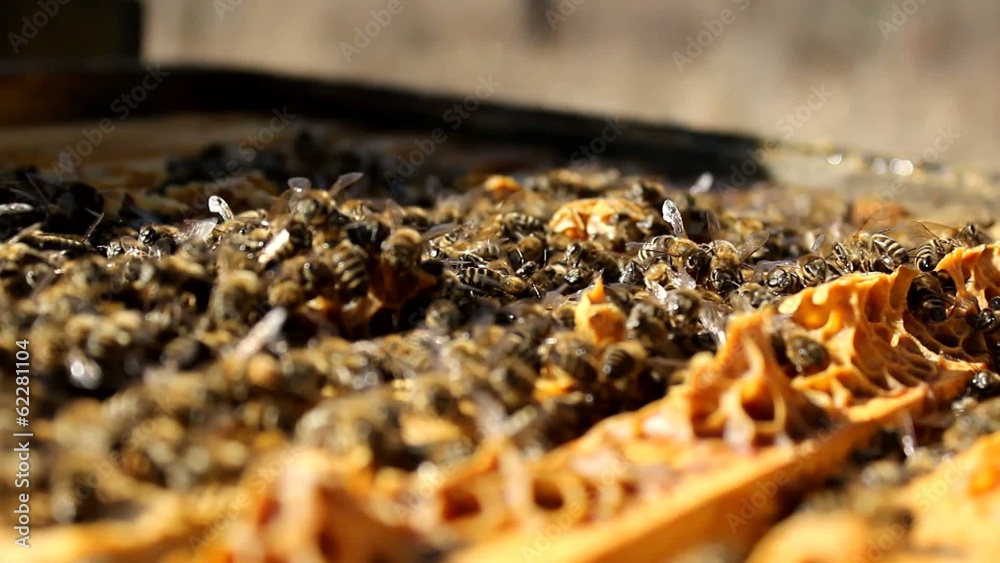 Bees And Hives ,bees in apiary,beehive,Beekeeper Bees And Hives ,bees in apiary,beehive,Beekeeper