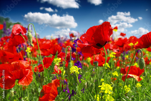 poppies blooming in the wild meadow