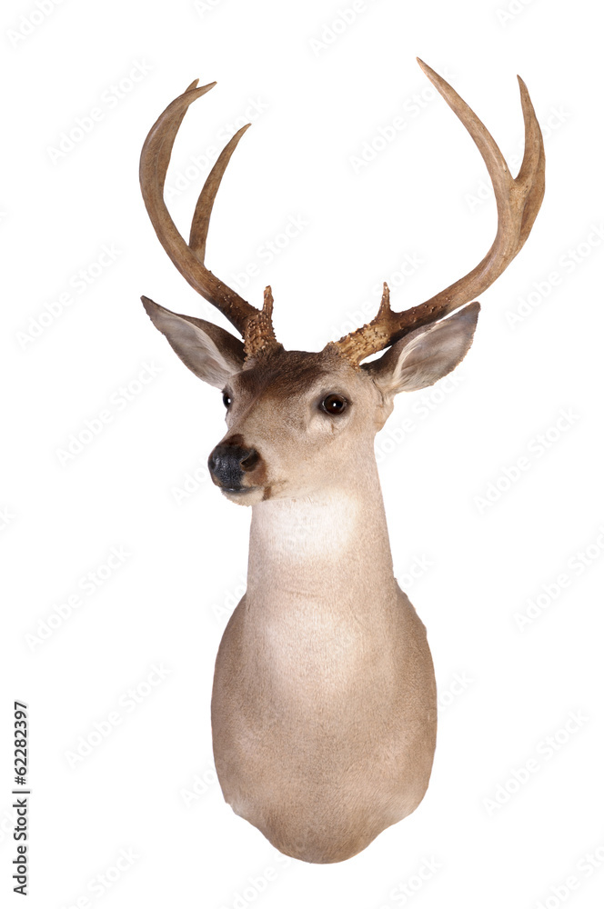 Fototapeta premium Whitetail head mount isolated on white background