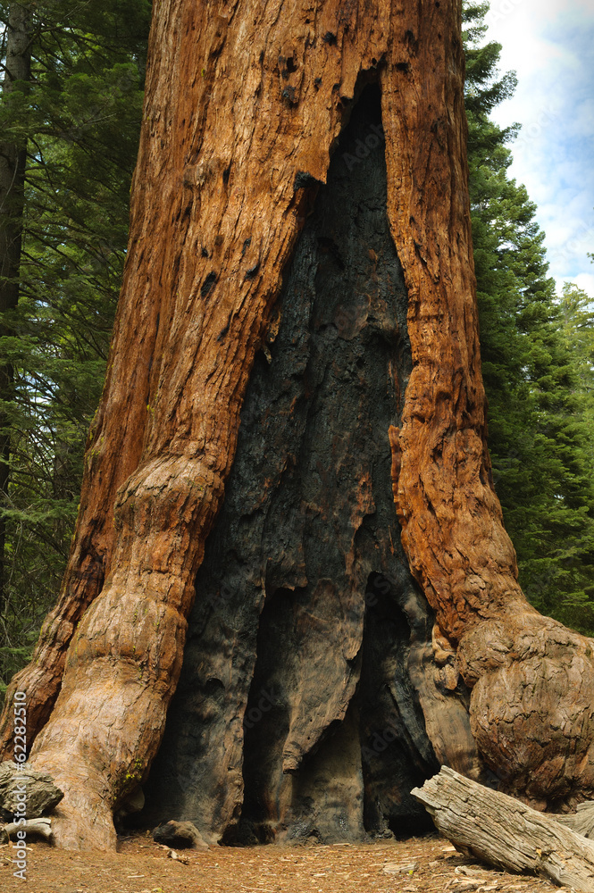 Giant Redwood tree in Mariposa Grove showing burn marks from an earlier fire