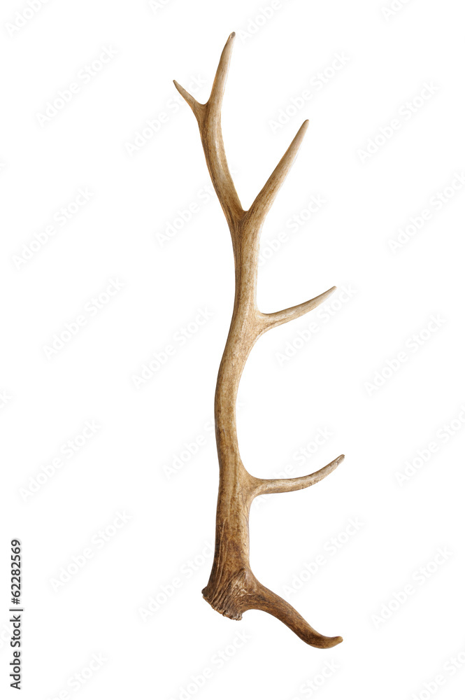 Elk antler isolated on white Elk antler isolated on white