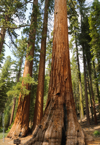 Bachelor and the Three Graces a stand of famous and protected Sequoia Gigantica (Redwwod) trees in Mariposa Grove, Yosemite Nastional Park, California, USA