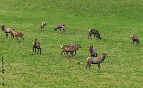 Male Red Deer on a farm in New Zealand with the antlers removed to be sold into the Asian market