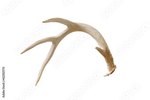 Fotografering Deer antlers isolated on white