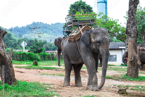 Portrait of Asiatic Elephant, Thailand