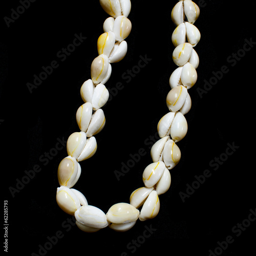 Money cowry sea shell necklace on black background