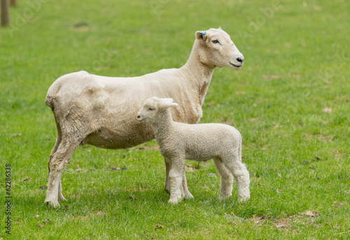 Cute lamb and mother sheep in meadow