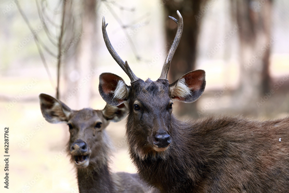 sambar deer sambar deer