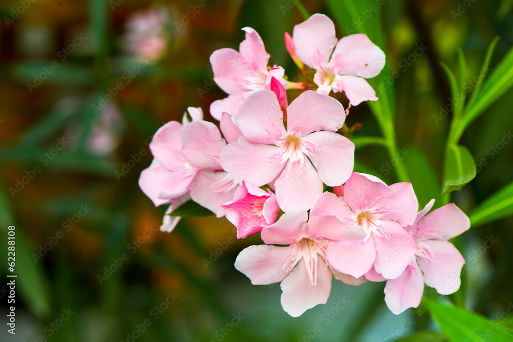 oleander flowers oleander flowers
