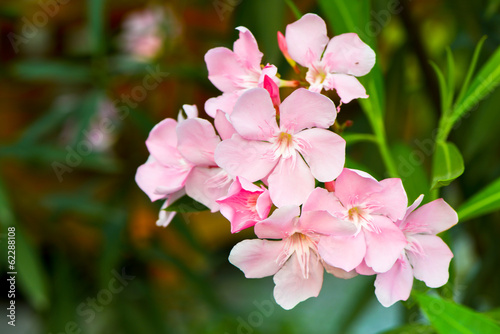 oleander flowers photo