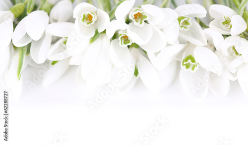 Beautiful snowdrops, isolated on white © Africa Studio