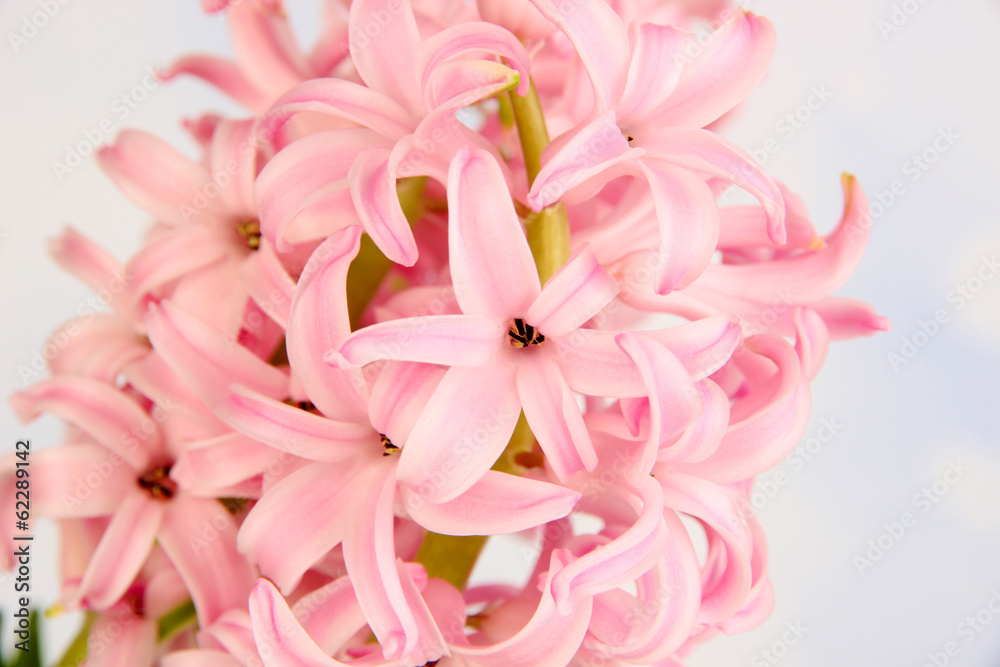 Pink hyacinth on bright background