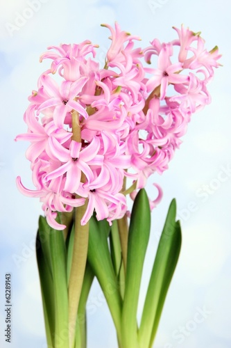 Pink hyacinth on bright background