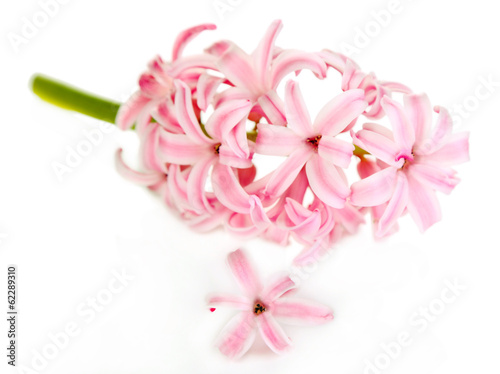 Fototapeta Naklejka Na Ścianę i Meble -  Pink hyacinth isolated on white