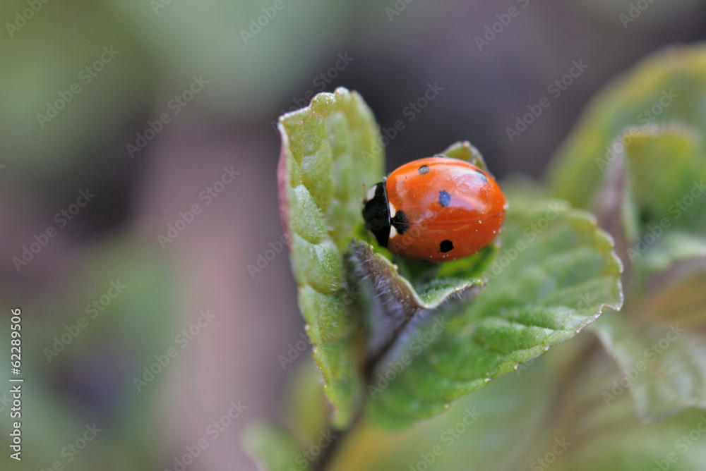 Fototapeta premium coccinelle sur feuille de menthe