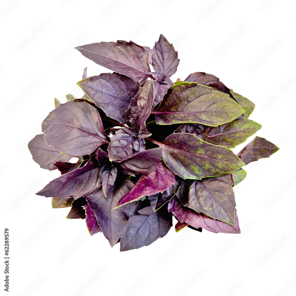 Basil purple bundle