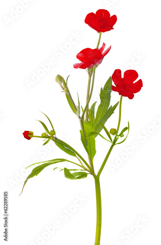 three red flowers on white