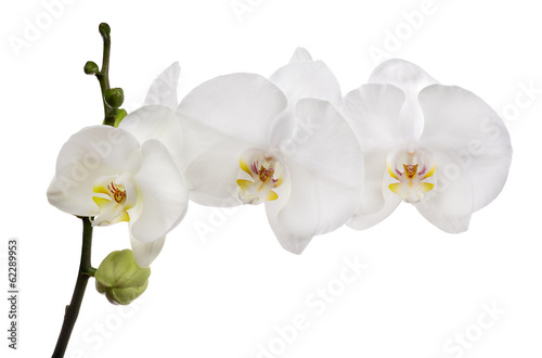 large white isolated three orchid flowers on branch