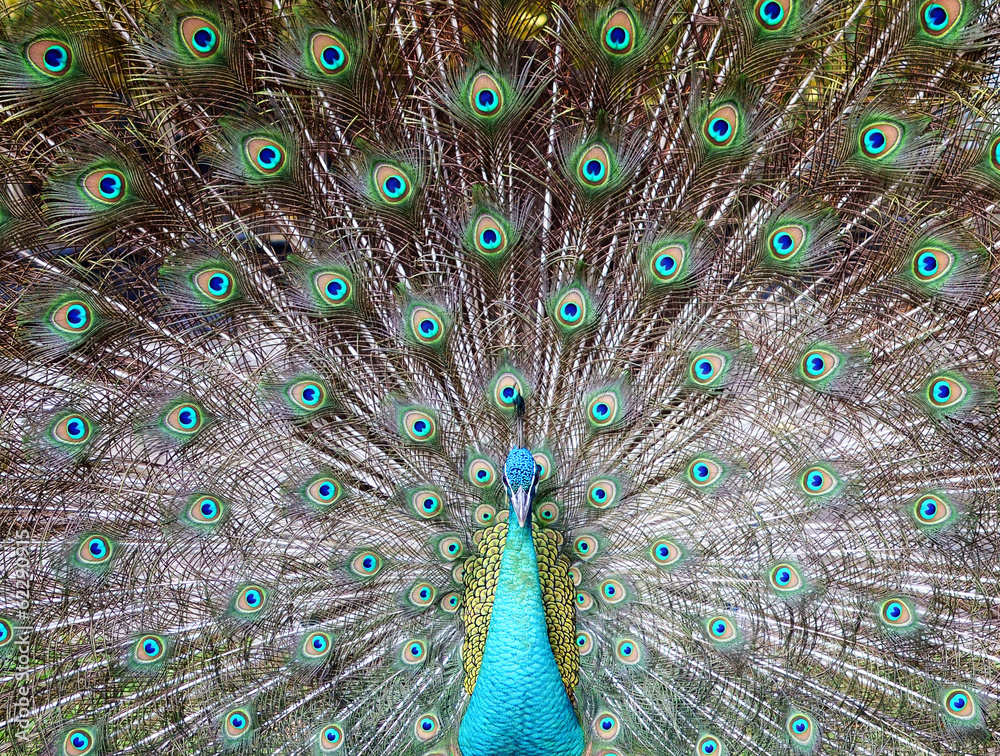 Fototapeta premium peacock