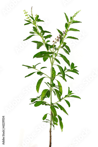 Basil plant on white background