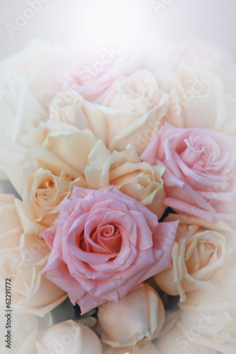 Beautiful yellow and pink roses background,selective focus